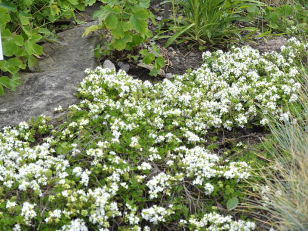 Thymus serpyllum &#039;Albus&#039; (M), Weißer Sandthymian, Teppich-Thymian