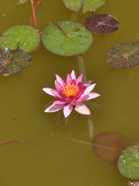 Nymphaea Hybride Aurora, Seerose, Teichrose