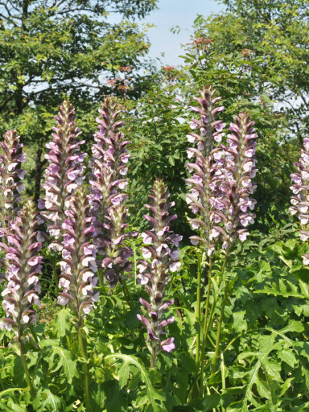 Acanthus hungaricus, Balkan-Bärenklaue, Stachelähre