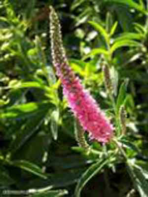 Veronica spicata 'Rosa Zwerg', Silberpolster-Ehrenpreis
