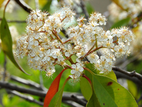 Photinia fraseri &#039;Red Robin&#039;, immergrüne rote Glanzmispel