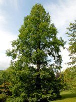 Metasequoia glyptostroboides, Urweltmammutbaum