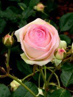 Rose Eden Rose 85 ® - Meilland