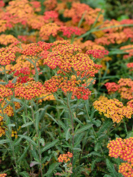 Achillea filipendulina &#039;Walter Funke&#039; (M), Schafgarbe &#039;Walter Funke&#039;, rote Goldquirl-Garbe