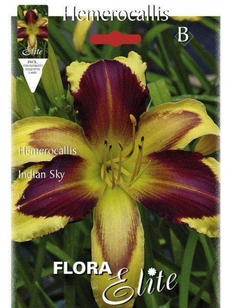 Taglilie &#039;Indian Sky&#039;, Hemerocallis (Art.Nr. 521453)