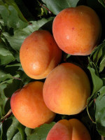Pfirsich | Nektarine | Aprikose