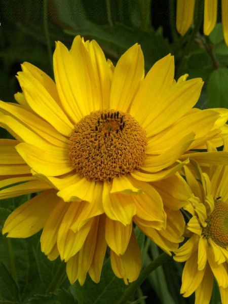 Heliopsis scabra &#039;Venus&#039;, Sonnenauge