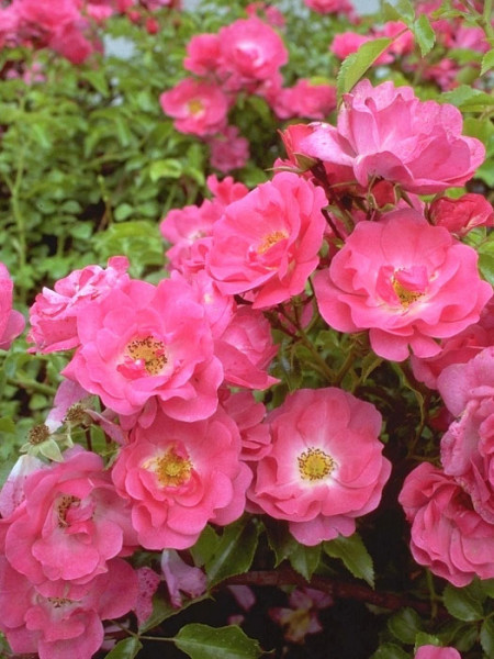 Rosafarbene Blüte der Rose Heidetraum