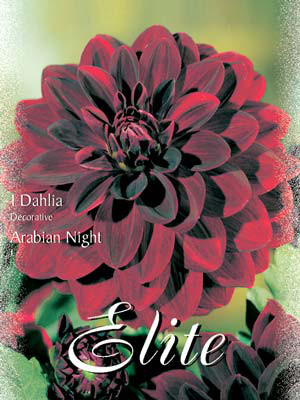 Schmuck-Dahlie &#039;Arabien Night&#039;, Dahlia (Art.Nr. 520128)