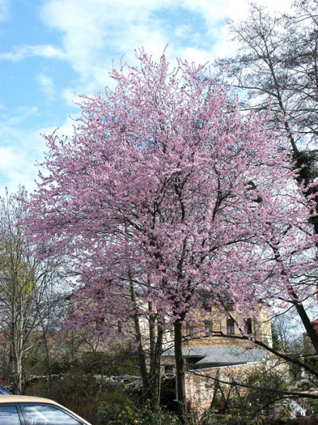 Blutpflaume | Prunus cerasifera 'Nigra'