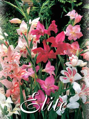 Zwerg-Gladiolen nanum-Mischung, Gladiolus (Art.Nr. 521380)