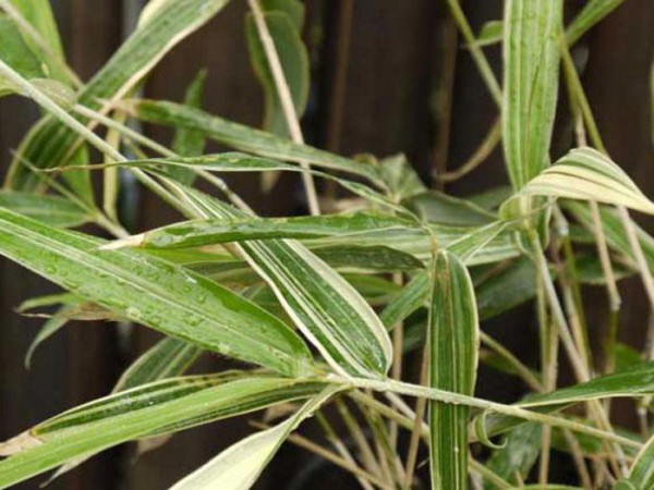 Sasaella glabra (masmuneana) &#039;Albostriata&#039;, Gestreifter Zwerg-Bambus