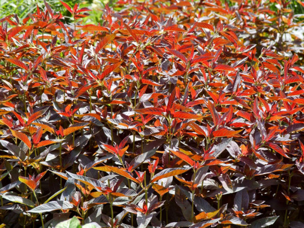 Lysimachia ciliata &#039;Firecracker&#039;, Bronze-Felberich, Gelbweiderich