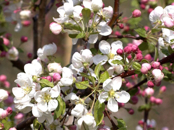 Malus Evereste, Zierapfel - Hochstamm