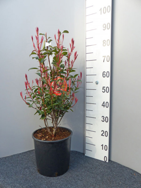 Photinia fraseri &#039;Dicker Toni&#039;, kompakte Glanzmispel