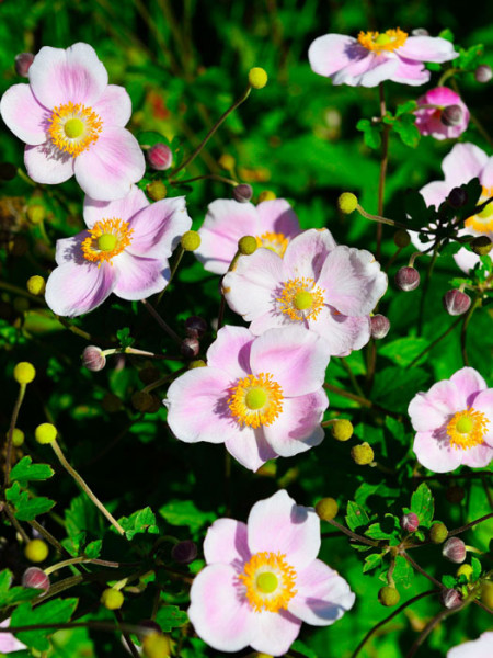 Blüte der China-Anemone 'Ouvertüre'