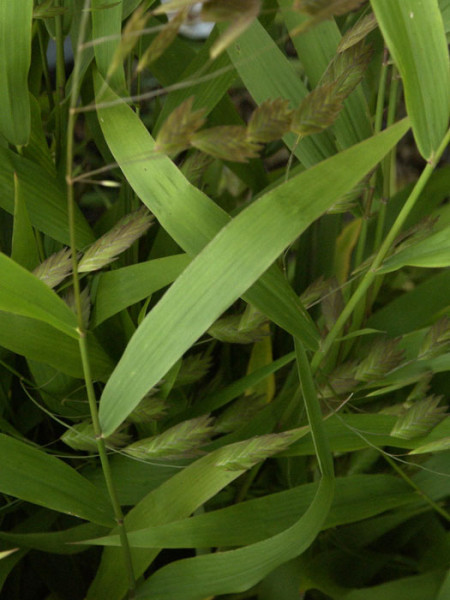 Chasmanthium latifolium, Plattährengras