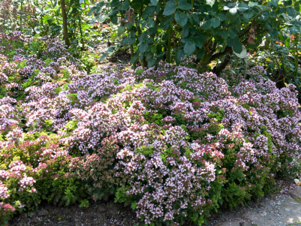 Zwerg-Oregano, Origanum vulgare &#039;Compactum&#039;