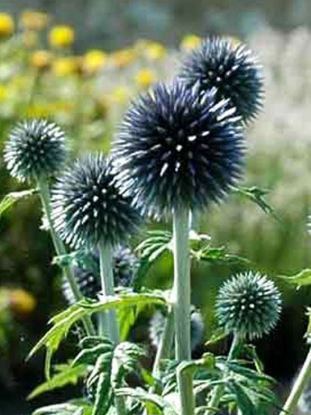 Echinops bannaticus &#039;Blue Glow&#039;, Kugeldistel, Balkan-Kugeldistel