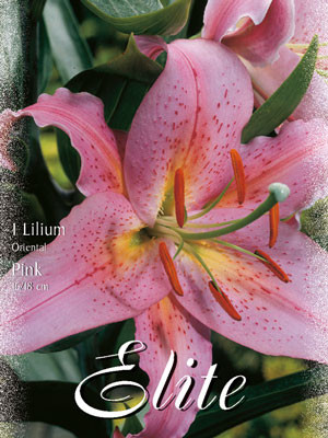 Orientalische Lilien-Hybride &#039;Rosa&#039; (Art.Nr. 597139)