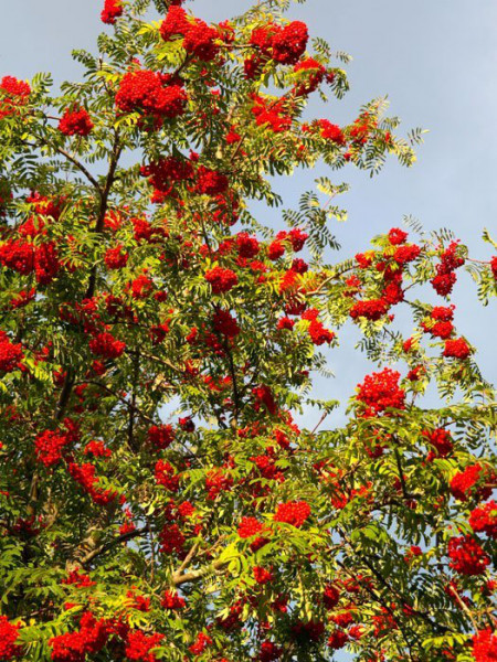 Sorbus aucuparia &#039;Edulis&#039;, Mährische (essbare) Eberesche