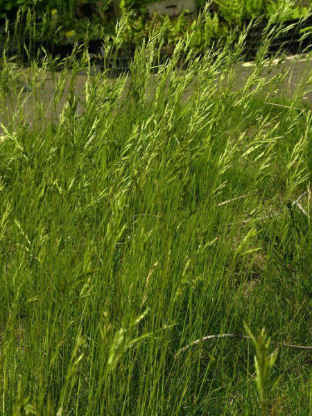 Festuca gautieri (scoparia) &#039;Pic Carlit&#039;, Kleiner Bärenfell-Schwingel