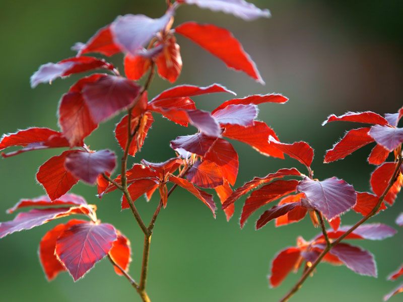 Blutbuche Fagus sylvatica purpurea