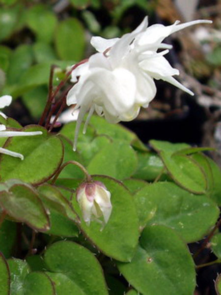 Blüte der großblumigen Elfenblume 'Nanum'