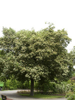 Elsbeere, Sorbus torminalis