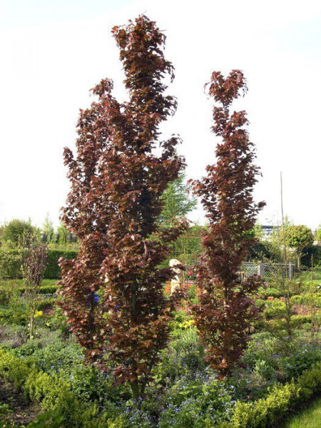 Fagus sylvatica &#039;Rohan Obelisk&#039;, Rote Säulenbuche