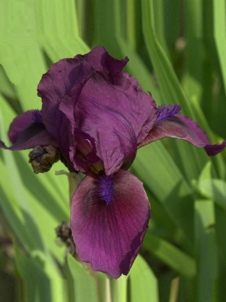 Iris x barbata-nana 'Cherry Garden', Zwerg-Bartiris, Zwerg-Schwertlilie