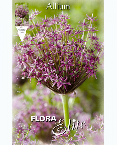 Allium &#039;Miami&#039; (Art.Nr. 5963190)