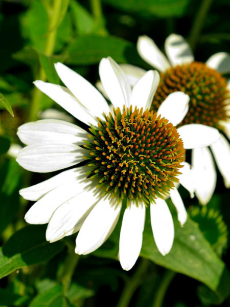 Echinacea purpurea &#039;Baby Swan White&#039;, Scheinsonnenhut