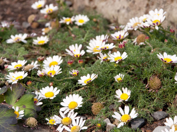 Anacyclus pyrethrum var. depressus, Ringblume, Marokko-Kamille, römischer Bertram