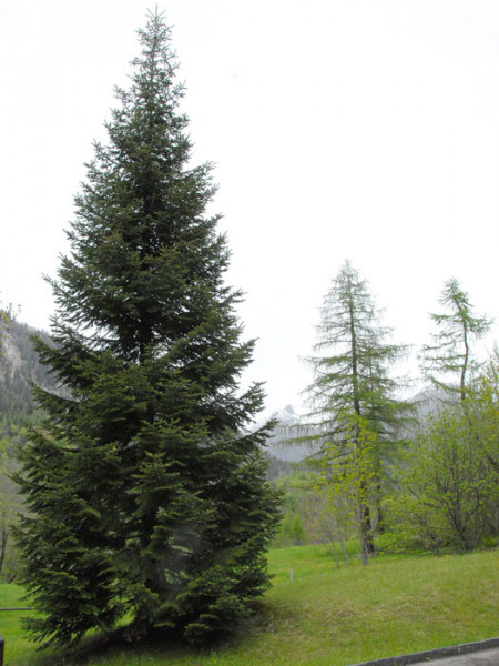 Die Nordmanntanne als Solitärgehölz