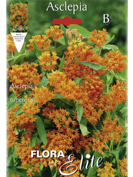 Knollige Seidenpflanze, Asclepias tuberosa (Art.Nr. 520792)