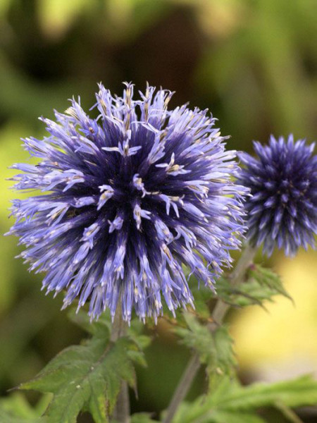 Echinops ritro, Kugeldistel, ruthenische Kugeldistel