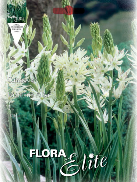 Camassia leichtlinii Alba