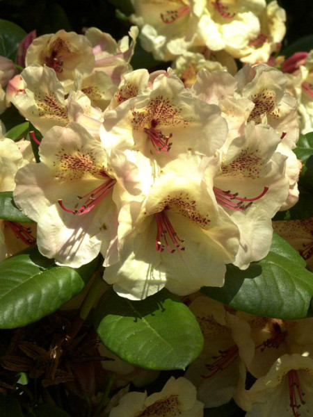Rhododendron &#039;Viscy&#039;