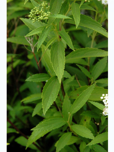 Spiraea japonica &#039;Albiflora&#039;, Weiße Zwerg-Spiere
