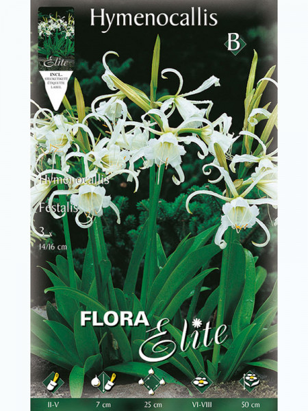 Schönhäutchen 'Festalis', Hymenocallis (Art.Nr. 5215110)