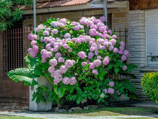 Hydrangea arborescens &#039;Pink Annabelle&#039;, Ball-Hortensie