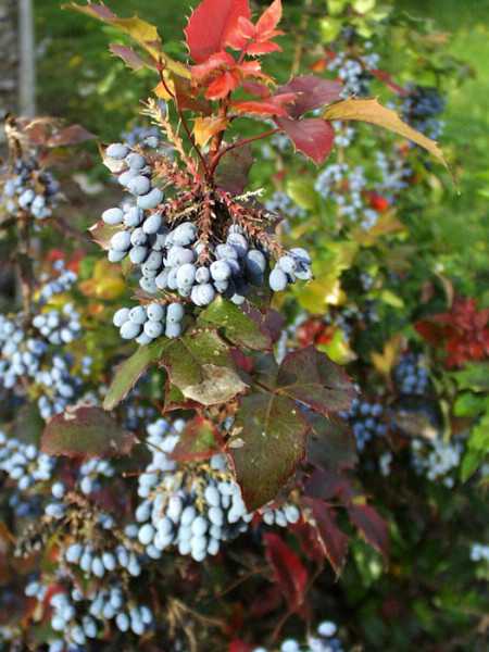 Mahonia aquifolium &#039;Apollo&#039;, Zwergmahonie