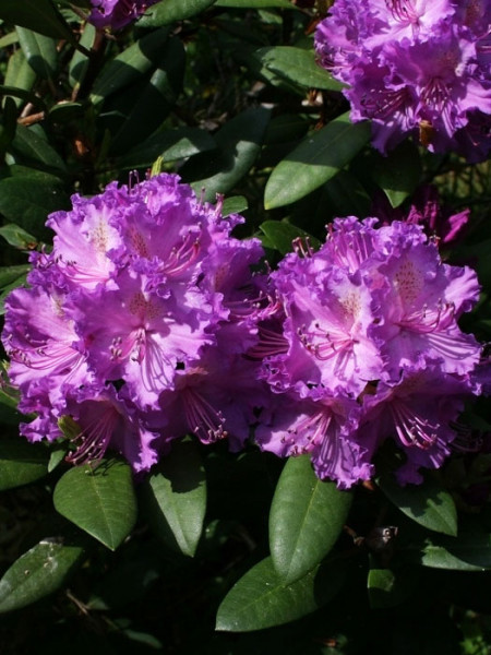 Rhododendron &#039;Alfred&#039;