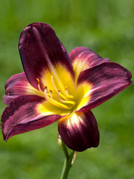 Hemerocallis x cultorum &#039;Night Beacon&#039;, Garten-Taglilie