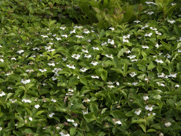 Cornus canadensis, Teppich-Hartriegel