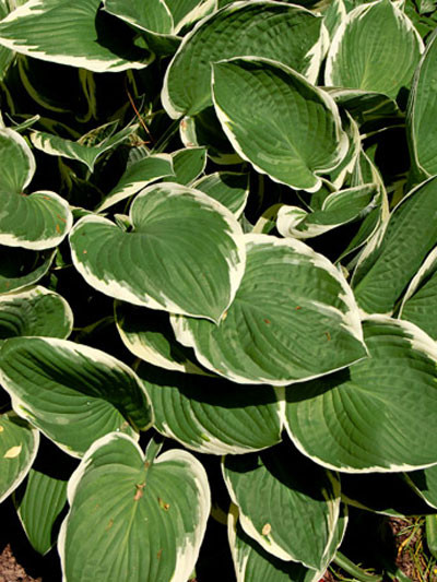 Funkie &#039;Francee&#039;, Hosta fortunei (Art.Nr. 521480)