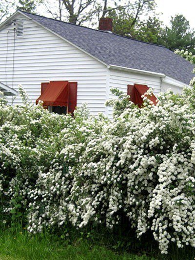 Spiraea arguta, Brautspiere