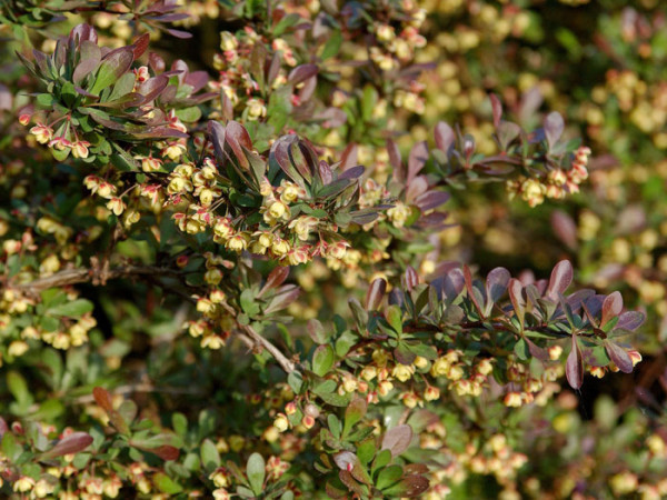 Blüte der Roten Zwergberberitze