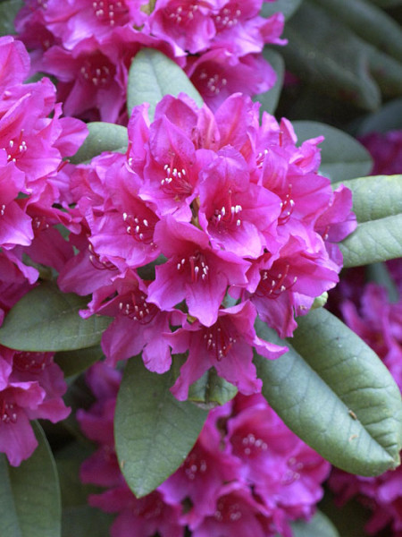 Rhododendron &#039;Dr. H. C. Dresselhuys&#039;